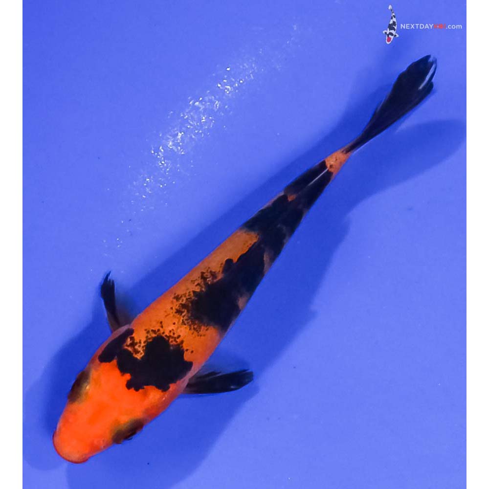 3.5” Imported Aka Bekko