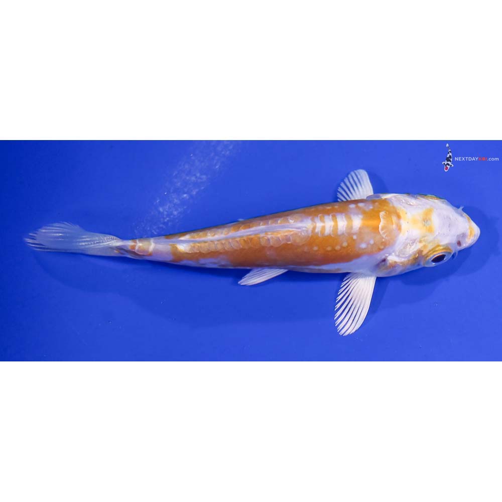 4” Imported Doitsu Lemon Hariwake