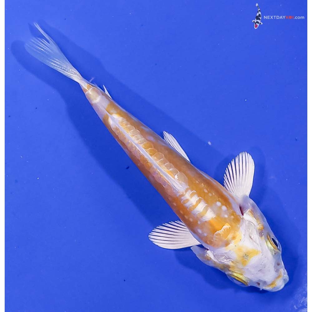 4” Imported Doitsu Lemon Hariwake