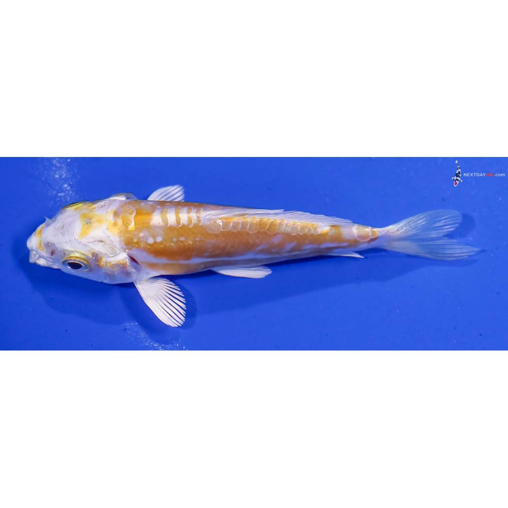 4” Imported Doitsu Lemon Hariwake