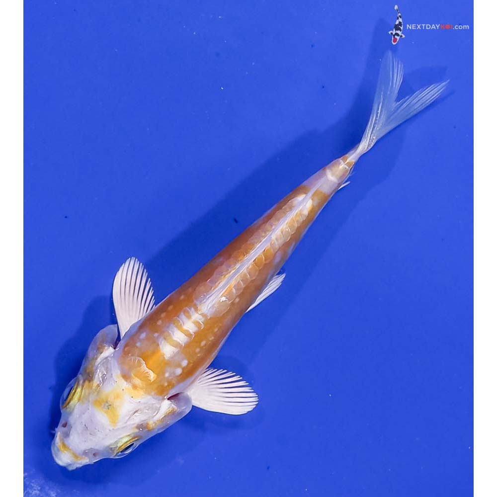 4” Imported Doitsu Lemon Hariwake