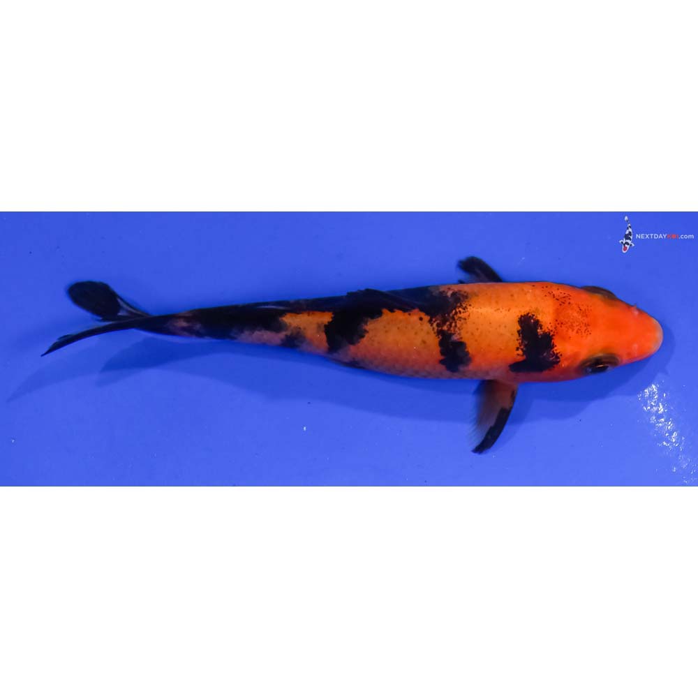 4” Imported Aka Bekko