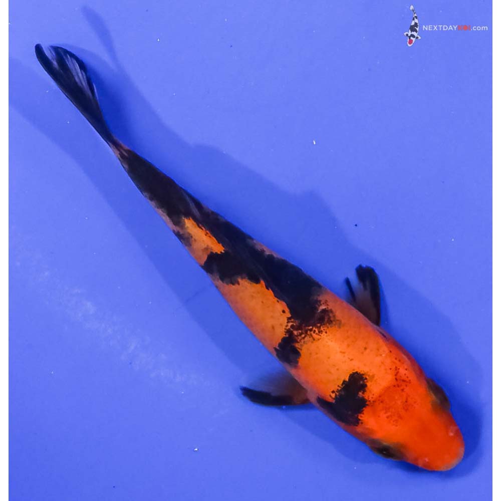 4” Imported Aka Bekko