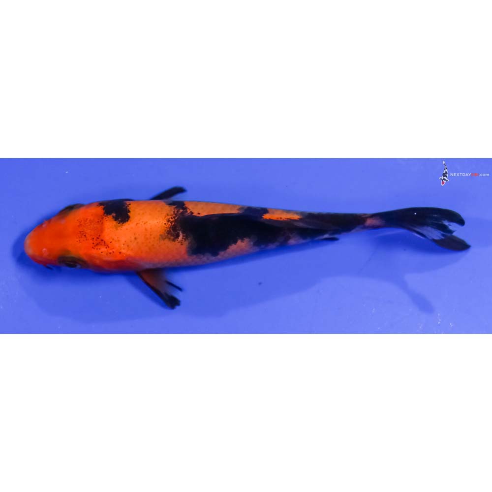 4” Imported Aka Bekko