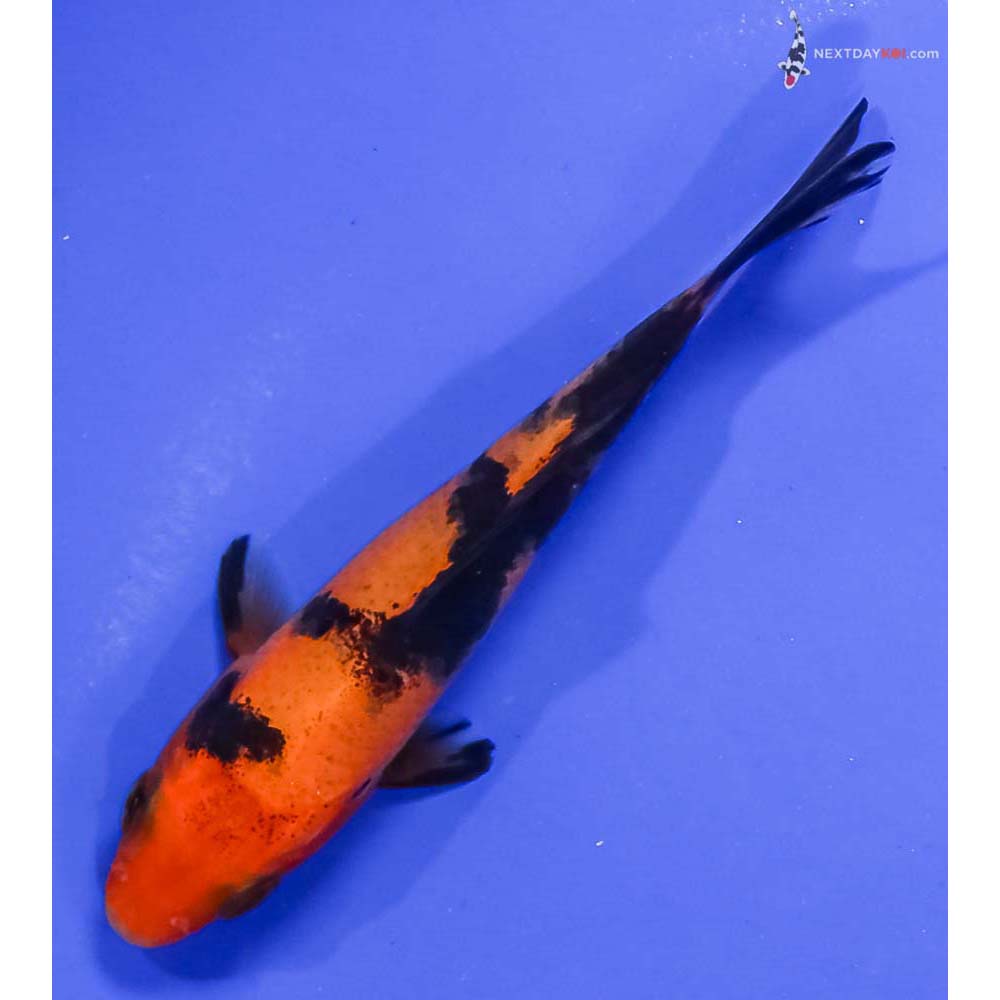 4” Imported Aka Bekko