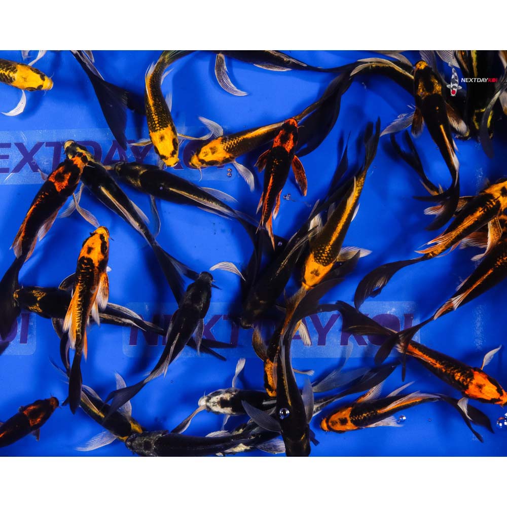 Imported Kabuto Butterfly Koi