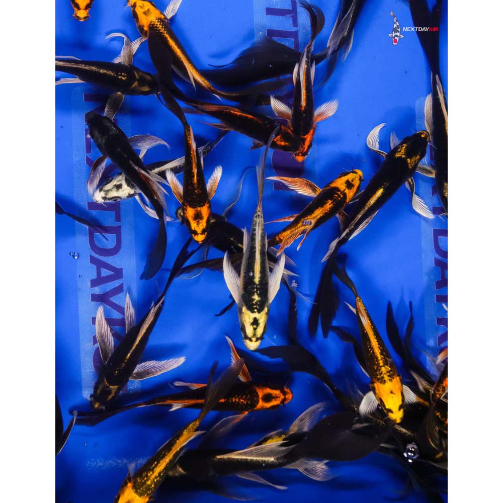 Imported Kabuto Butterfly Koi - Image 2