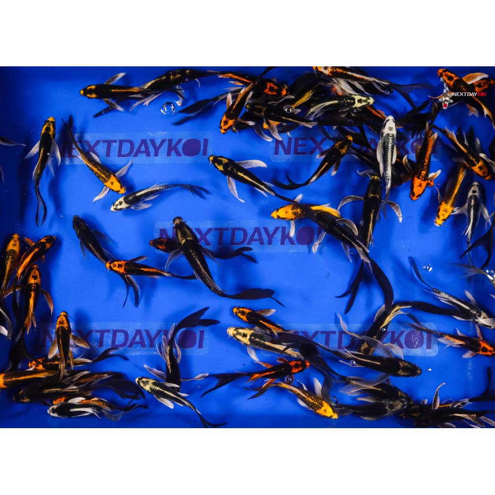 Imported Kabuto Butterfly Koi - Image 3