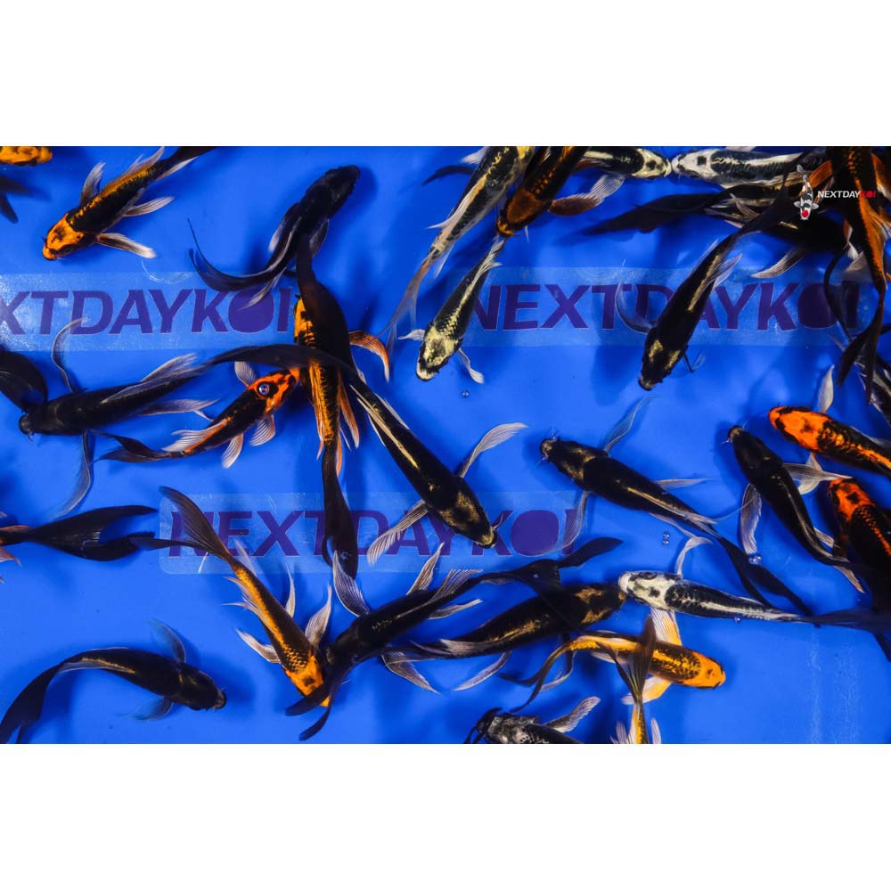 Imported Kabuto Butterfly Koi - Image 5