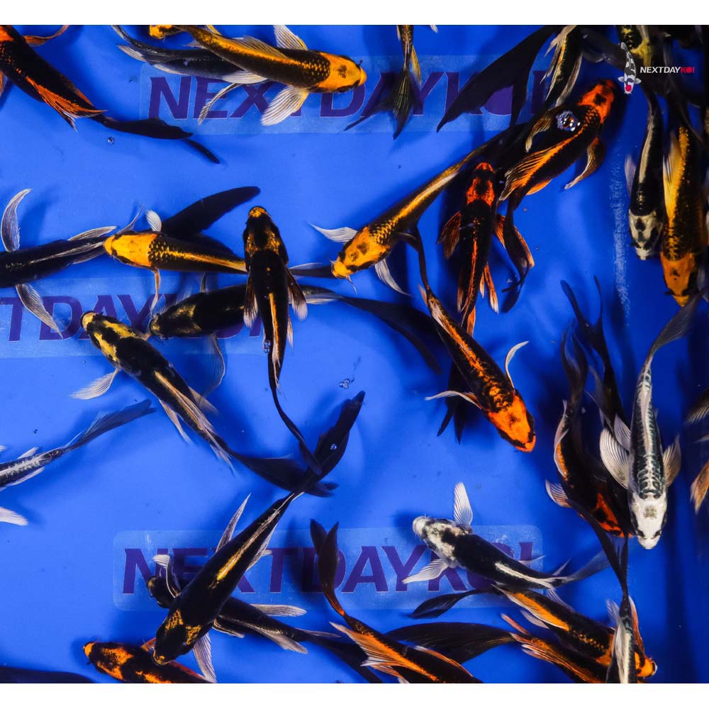 Imported Kabuto Butterfly Koi - Image 6