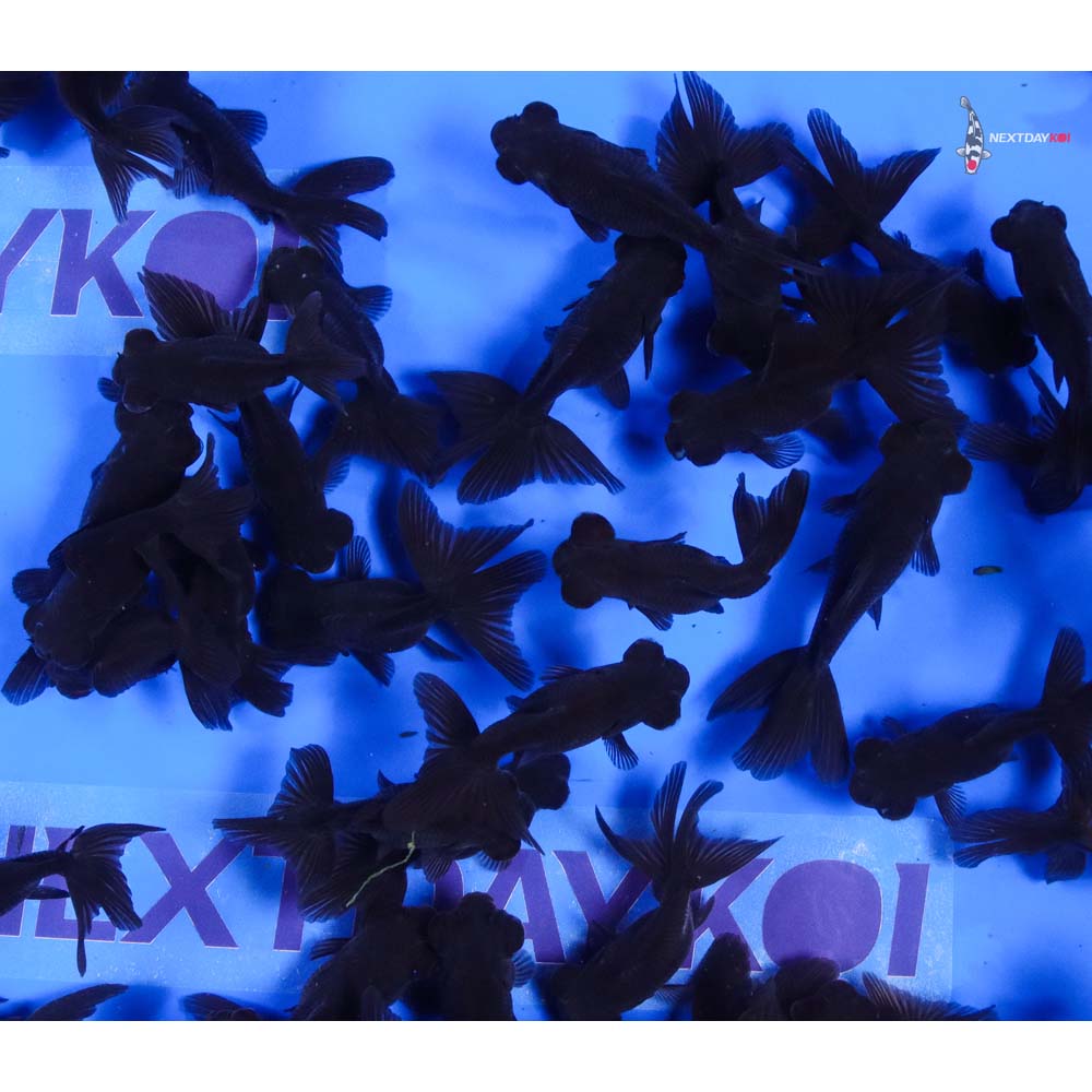 2-3" Imported Black Moor Goldfish