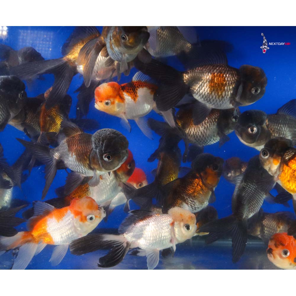 4-4.5" Imported Panda Oranda Goldfish - Image 13