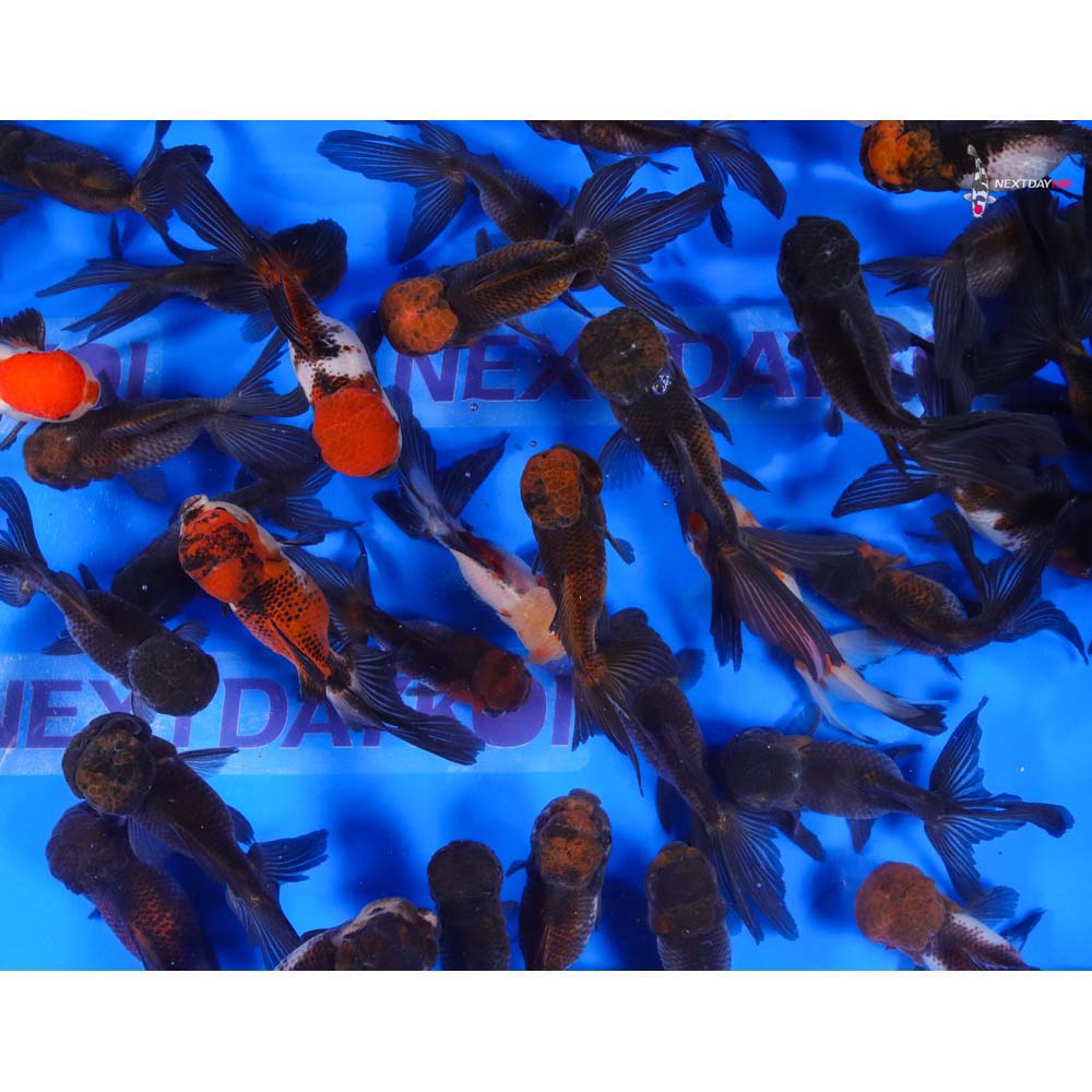 4-4.5" Imported Panda Oranda Goldfish - Image 12