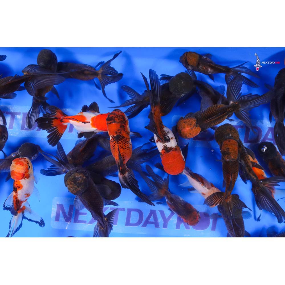 4-4.5" Imported Panda Oranda Goldfish - Image 10