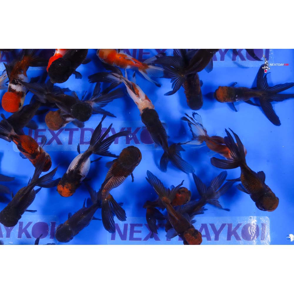 4-4.5" Imported Panda Oranda Goldfish - Image 8