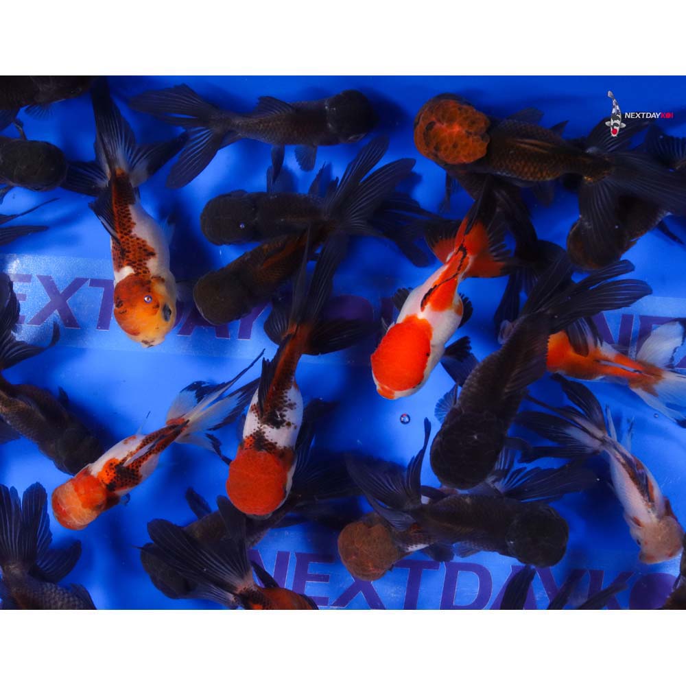 4-4.5" Imported Panda Oranda Goldfish - Image 6