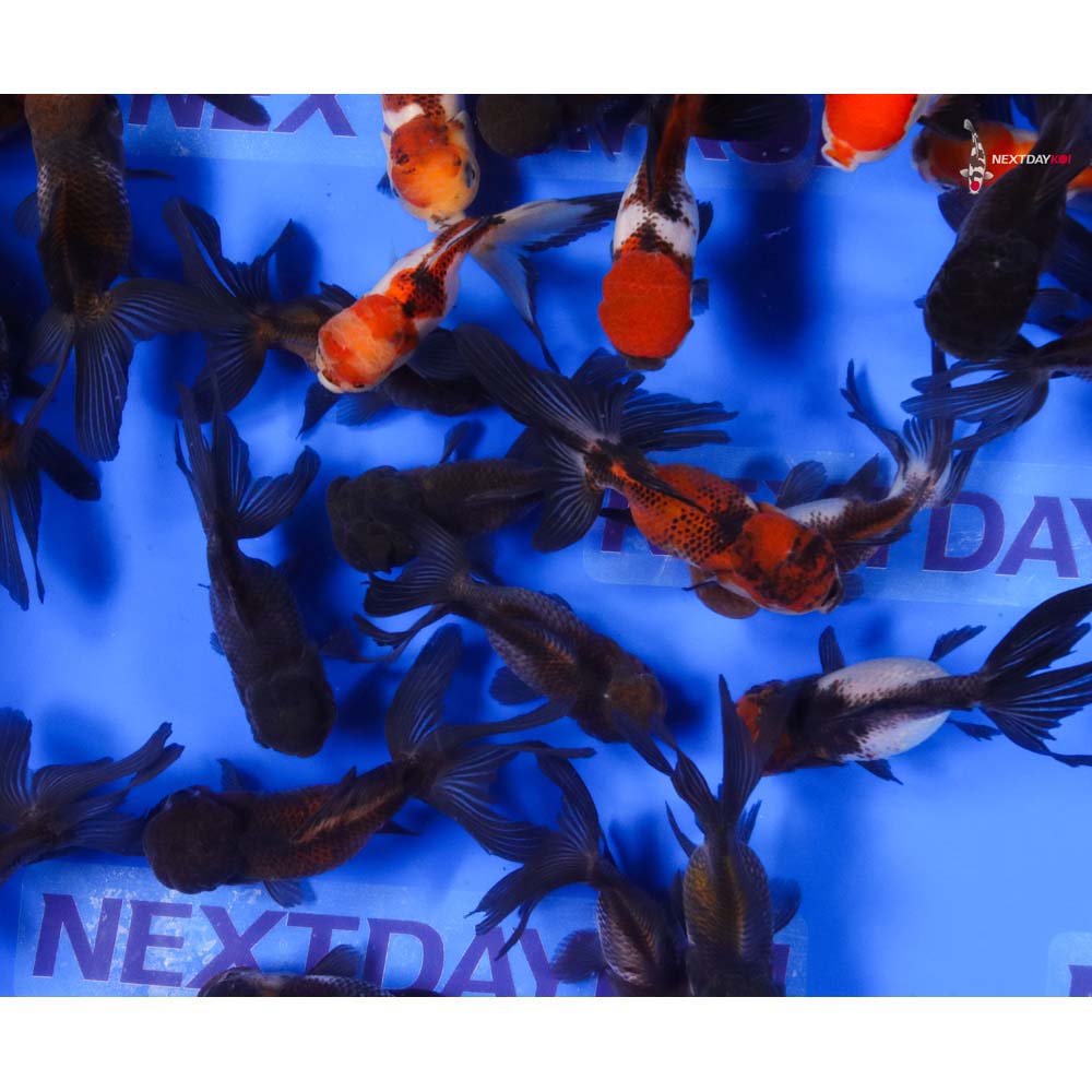 4-4.5" Imported Panda Oranda Goldfish - Image 4