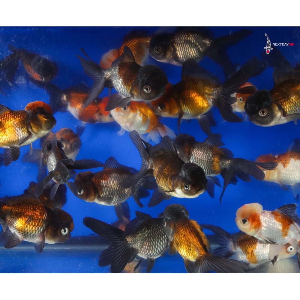 4-4.5" Imported Panda Oranda Goldfish - Image 3
