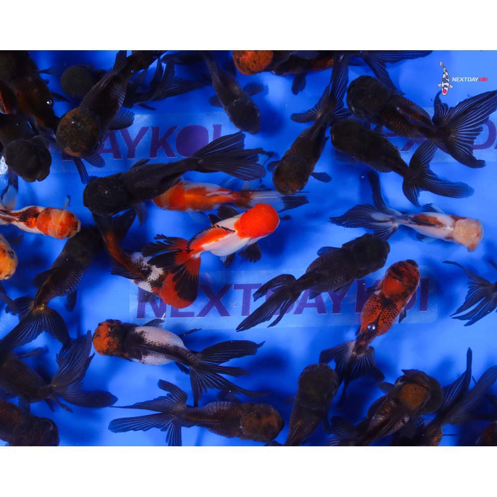 4-4.5" Imported Panda Oranda Goldfish - Image 2