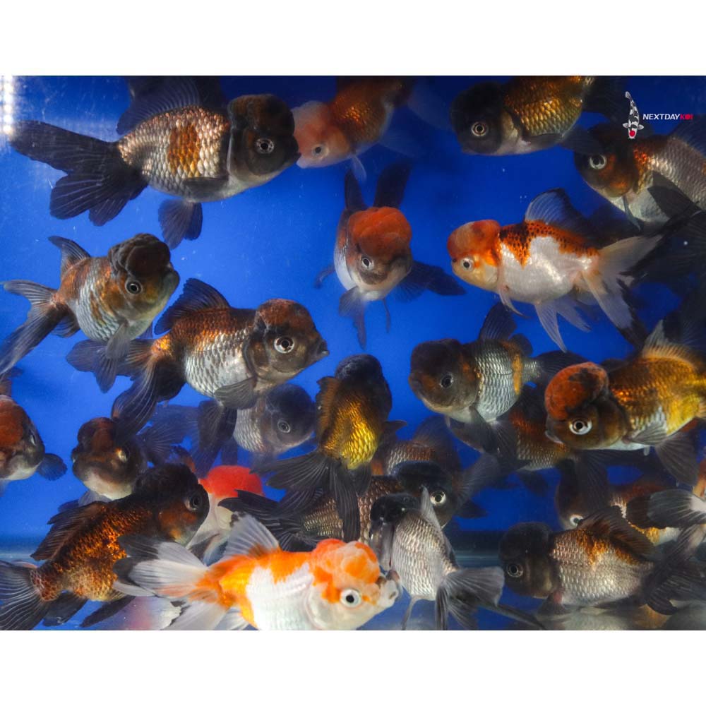 4-4.5" Imported Panda Oranda Goldfish - Image 5