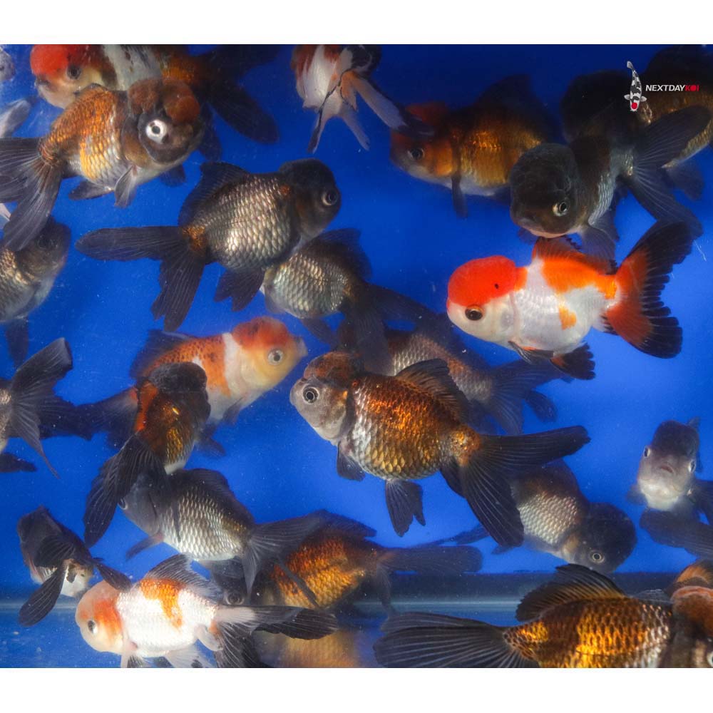 4-4.5" Imported Panda Oranda Goldfish - Image 7