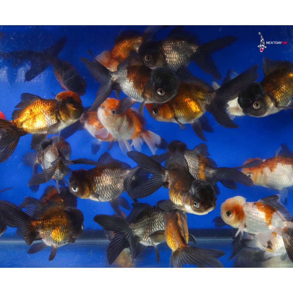 4-4.5" Imported Panda Oranda Goldfish - Image 11