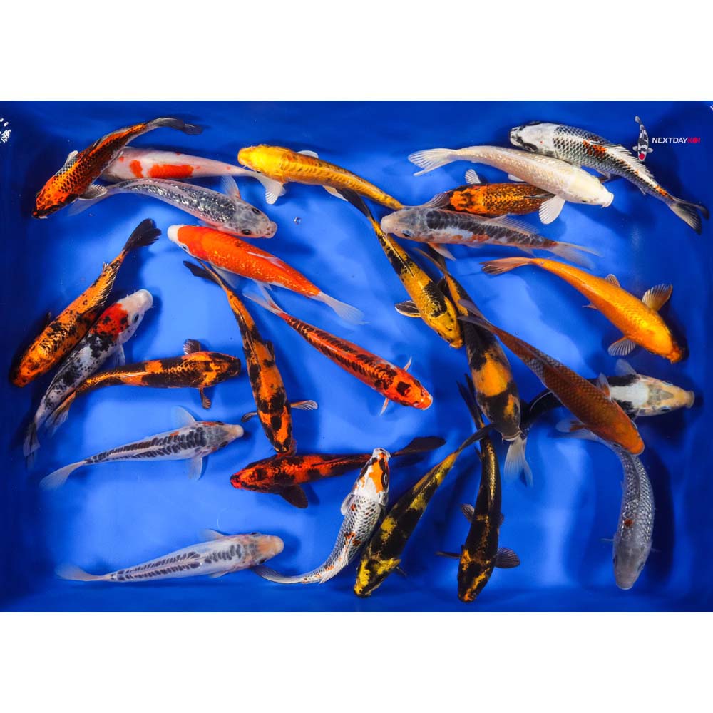 A Grade (Standard Grade) Imported Koi