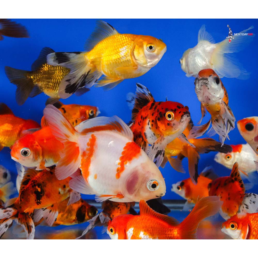 3-3.5" Imported Mixed Fantail Goldfish