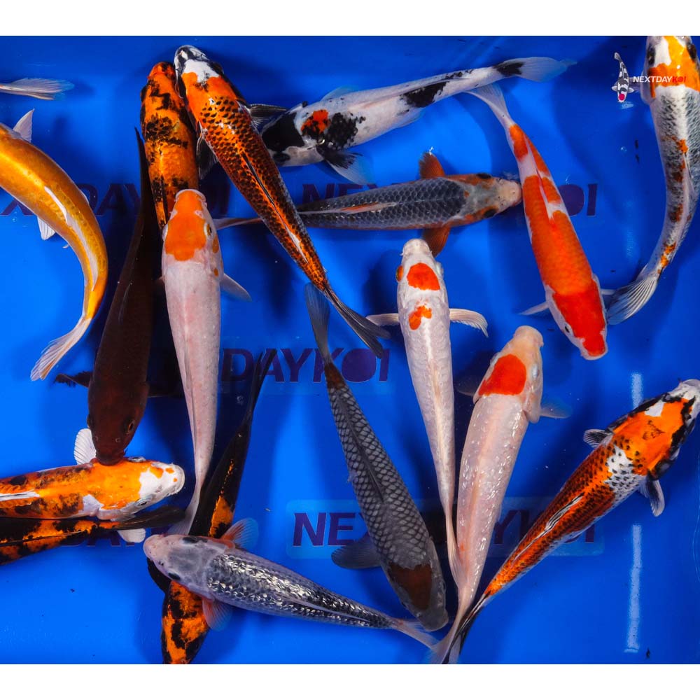 AA Grade (Premium Grade) Imported Koi - Image 16