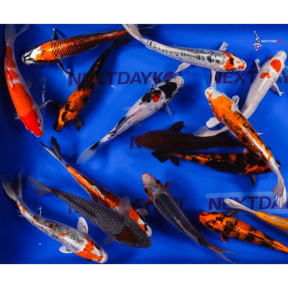 AA Grade (Premium Grade) Imported Koi - Image 18