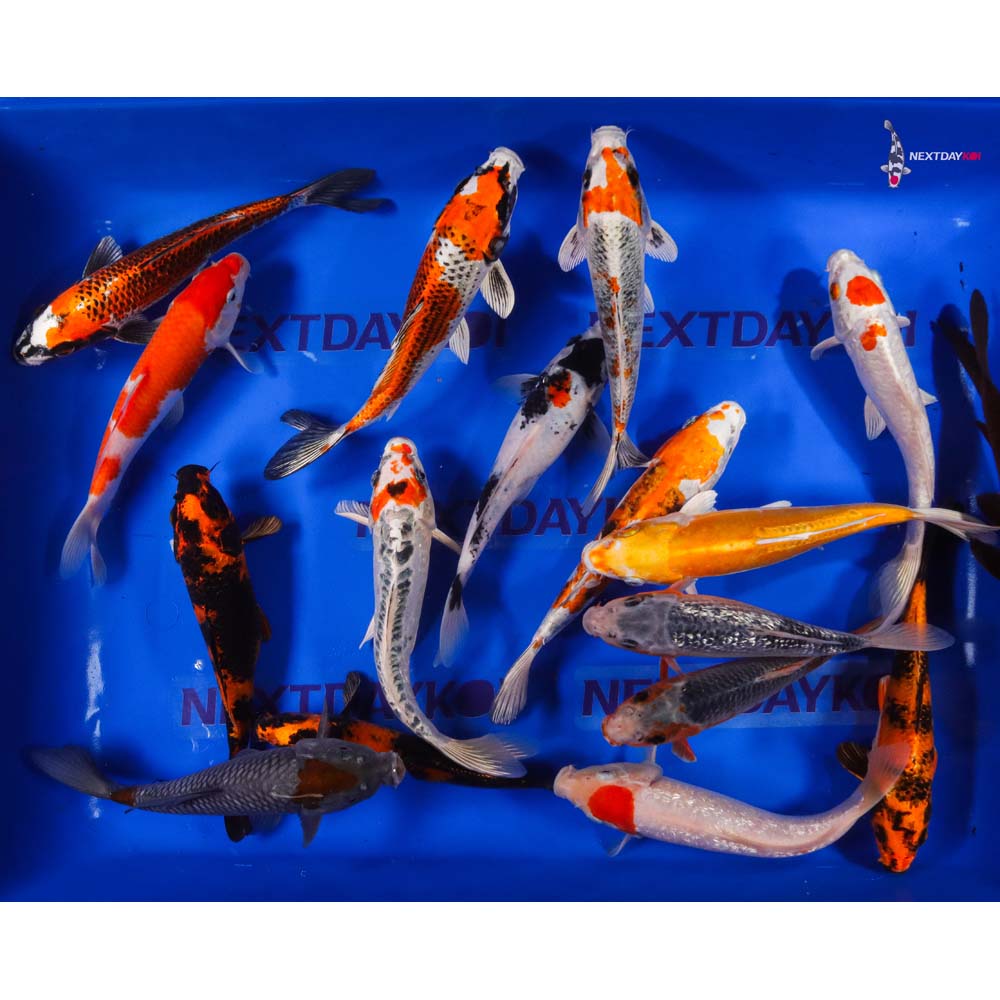 AA Grade (Premium Grade) Imported Koi - Image 21