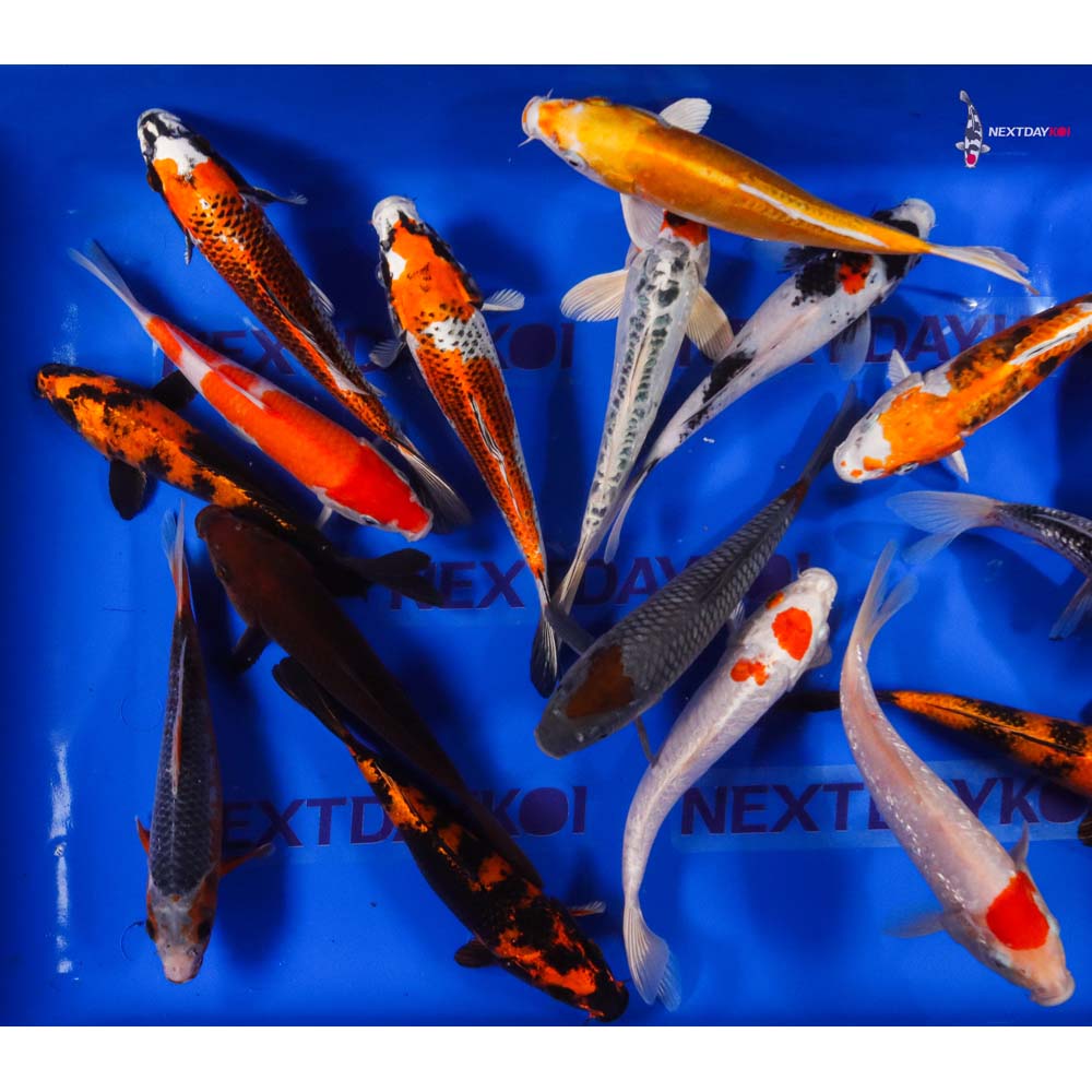 AA Grade (Premium Grade) Imported Koi - Image 19