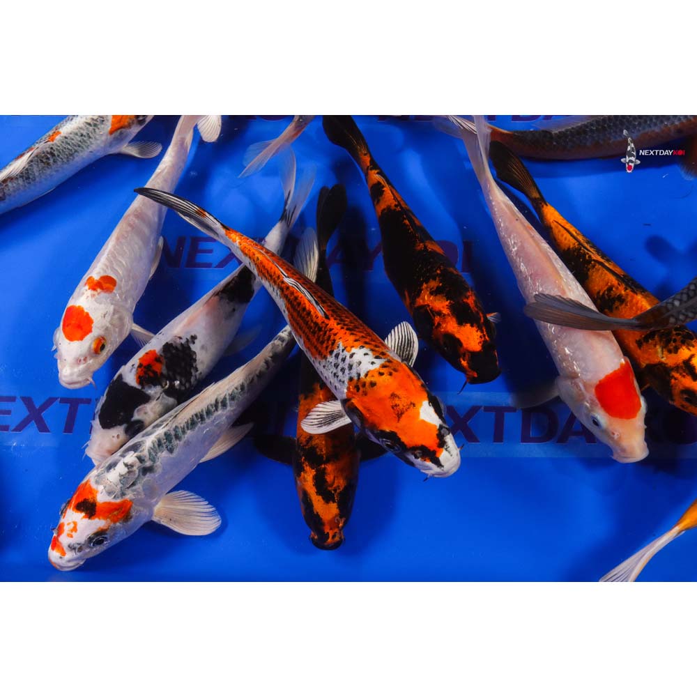 AA Grade (Premium Grade) Imported Koi - Image 17