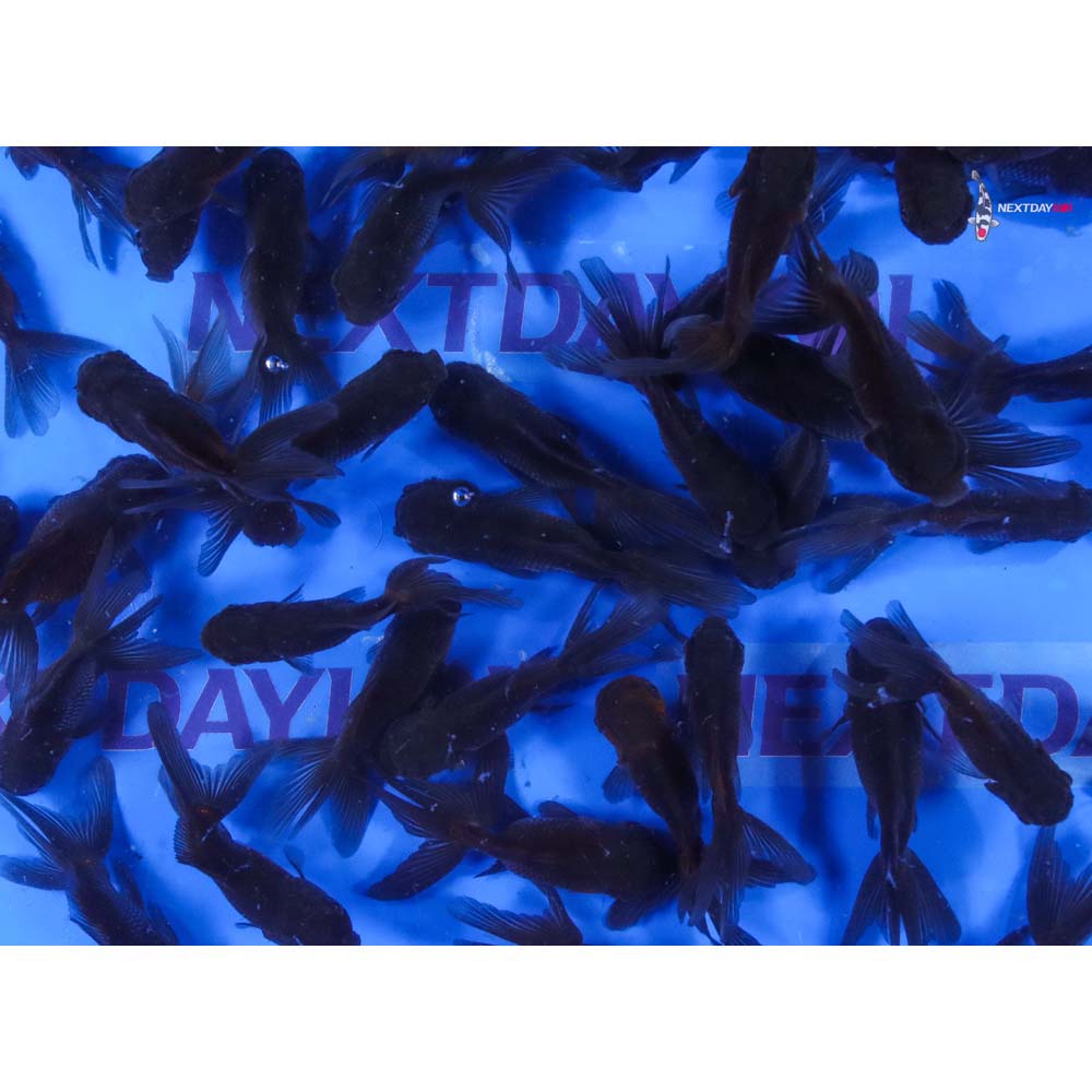 3-3.5" Imported Mixed Blue Oranda Goldfish - Image 8