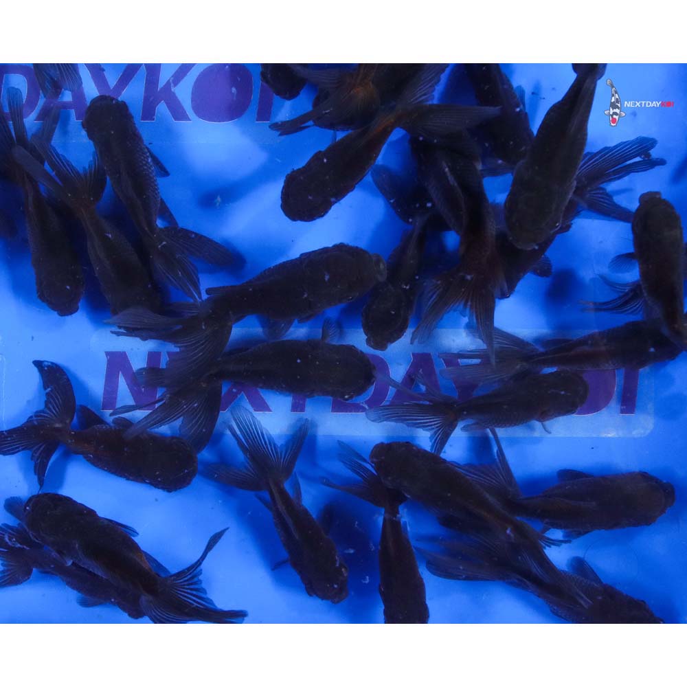 3-3.5" Imported Mixed Blue Oranda Goldfish - Image 6