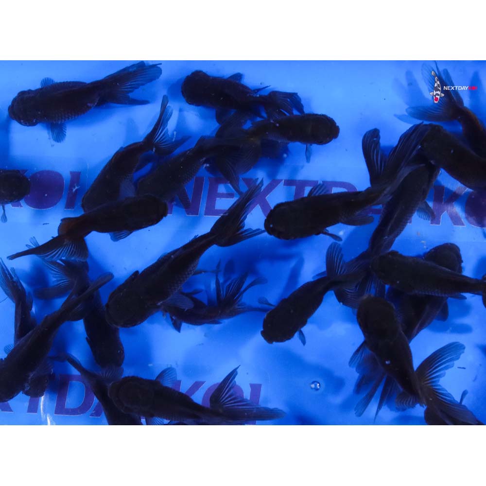 3-3.5" Imported Mixed Blue Oranda Goldfish - Image 4