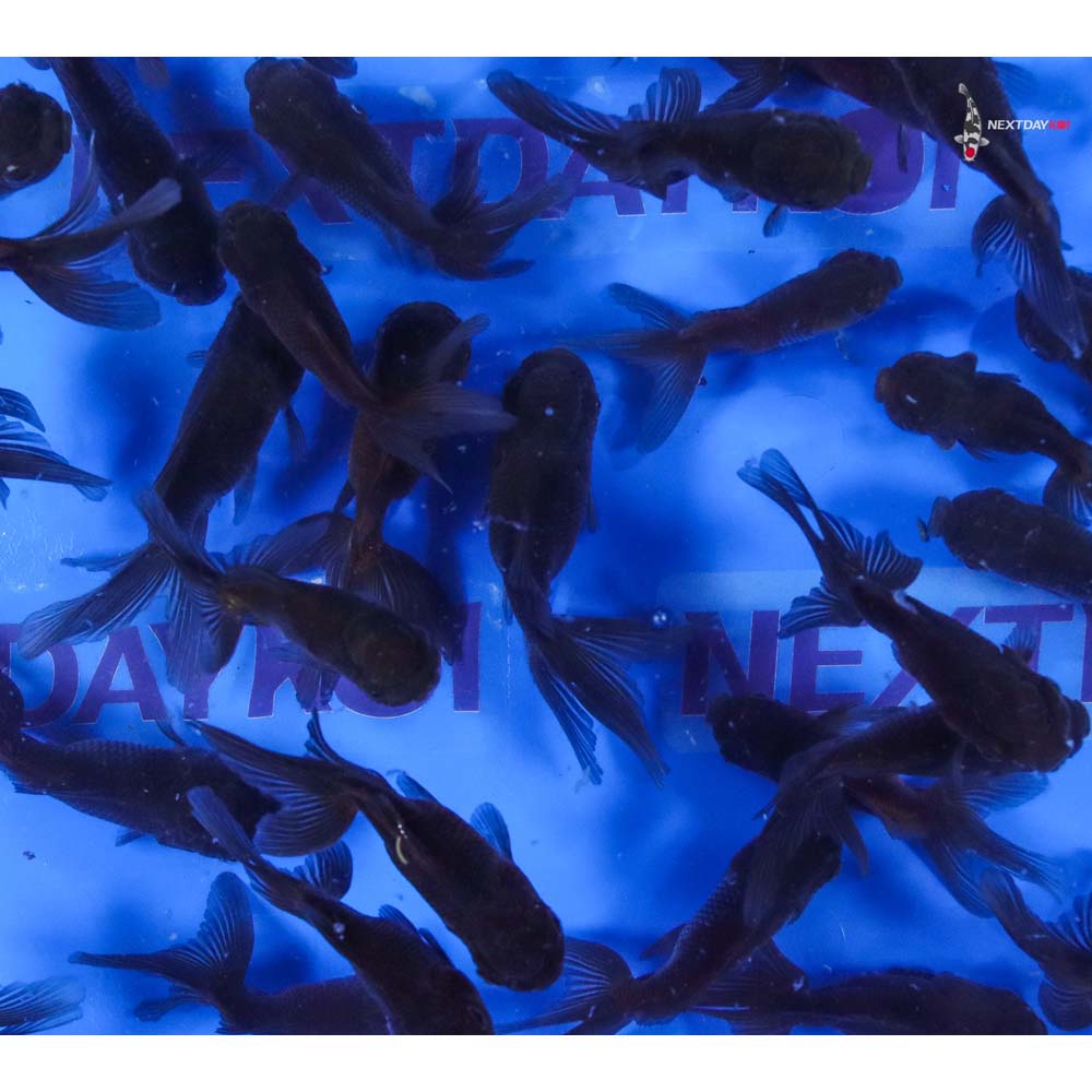 3-3.5" Imported Mixed Blue Oranda Goldfish - Image 2
