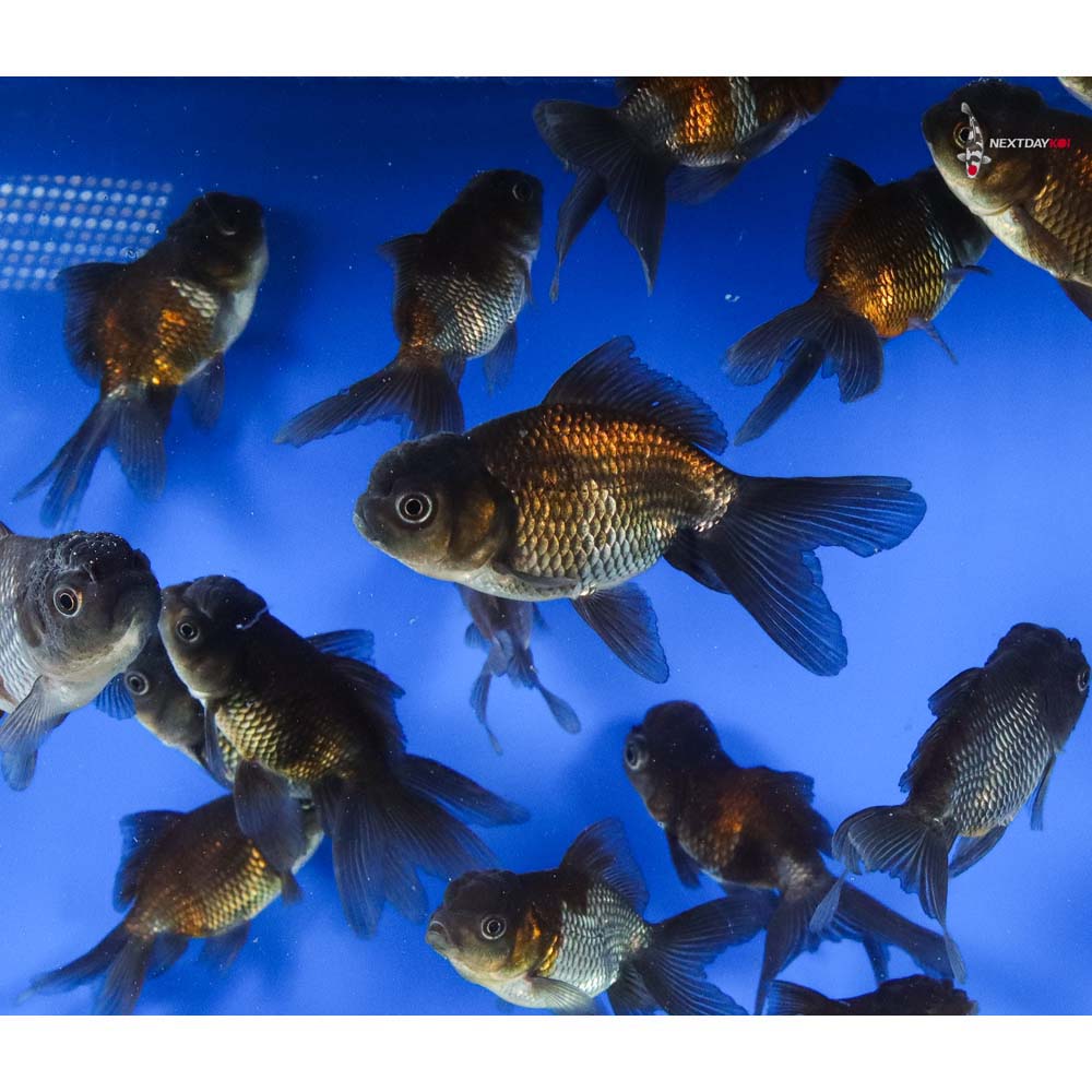 3-3.5" Imported Mixed Blue Oranda Goldfish - Image 3