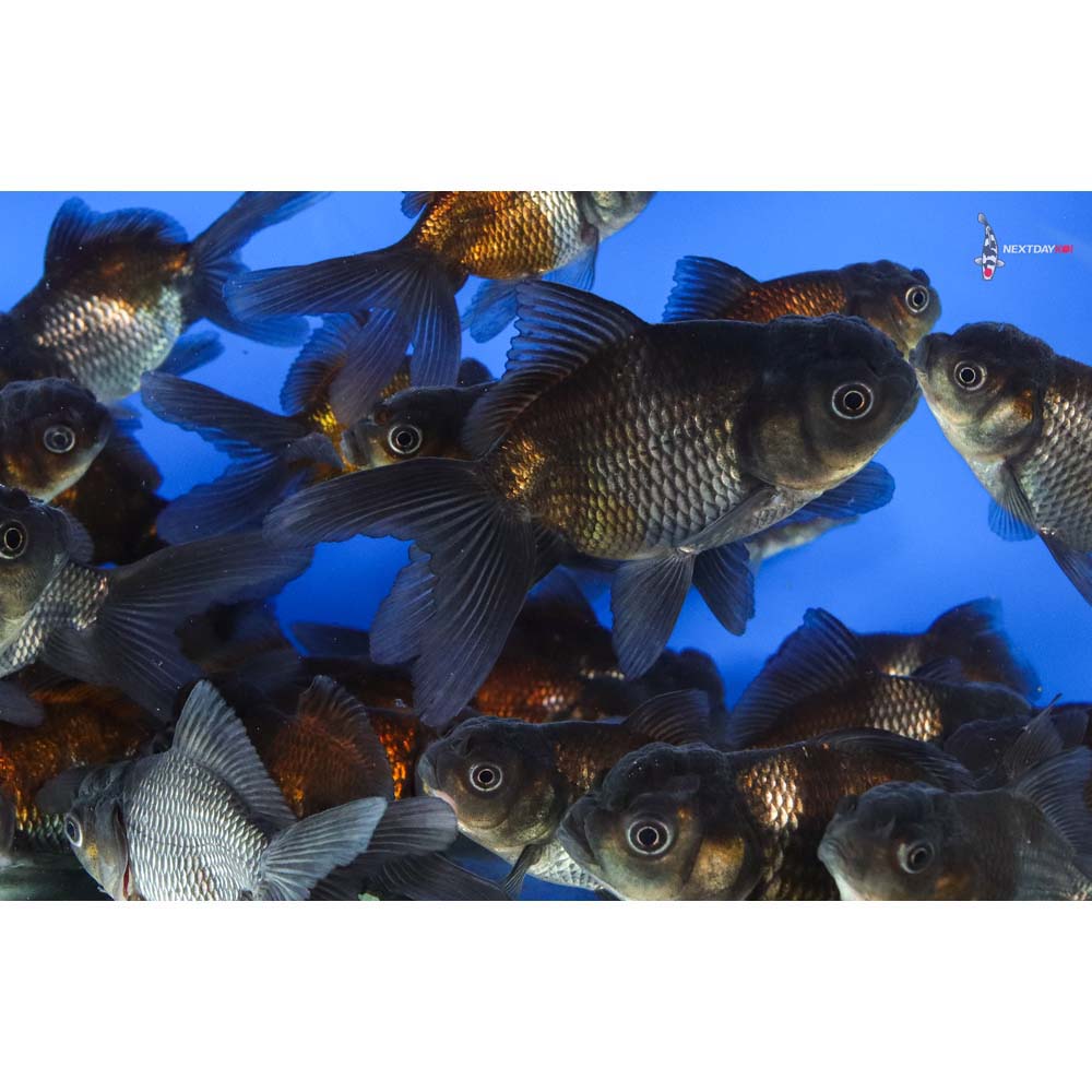 3-3.5" Imported Mixed Blue Oranda Goldfish - Image 7