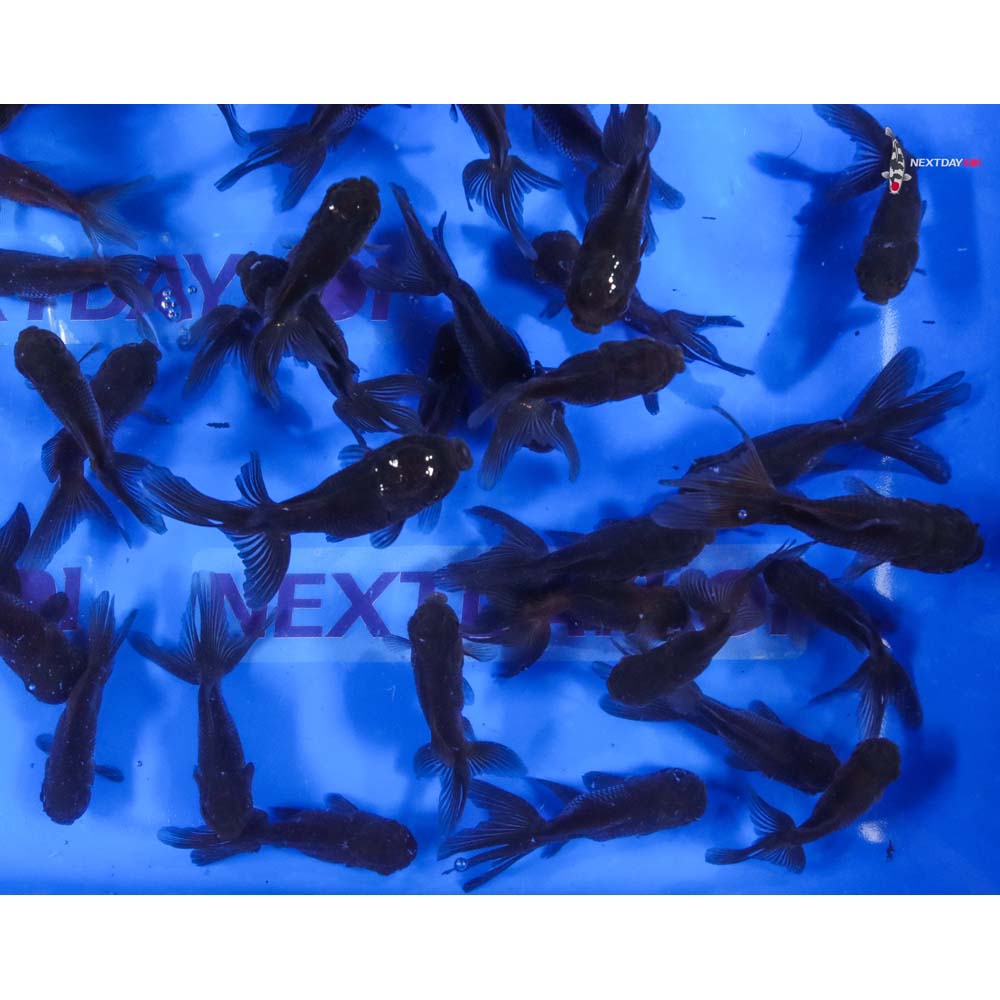 3-3.5" Imported Mixed Blue Oranda Goldfish - Image 11