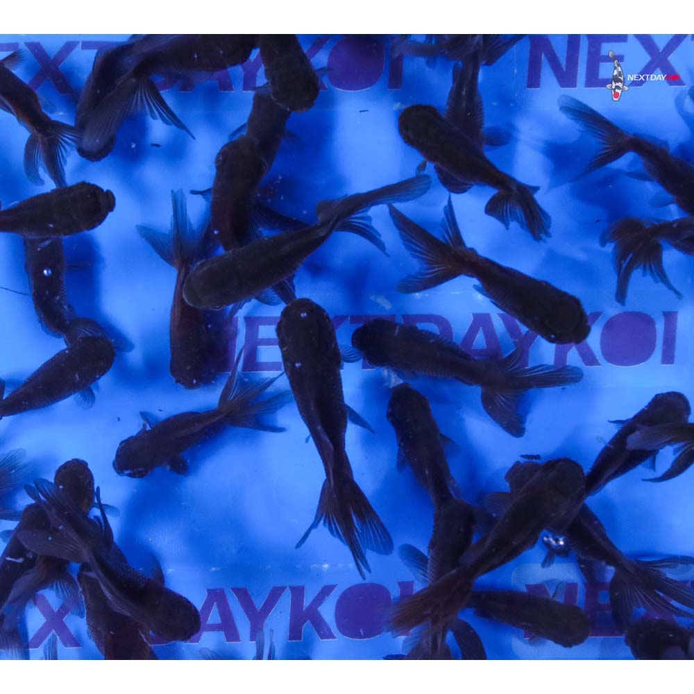 3-3.5" Imported Mixed Blue Oranda Goldfish - Image 9