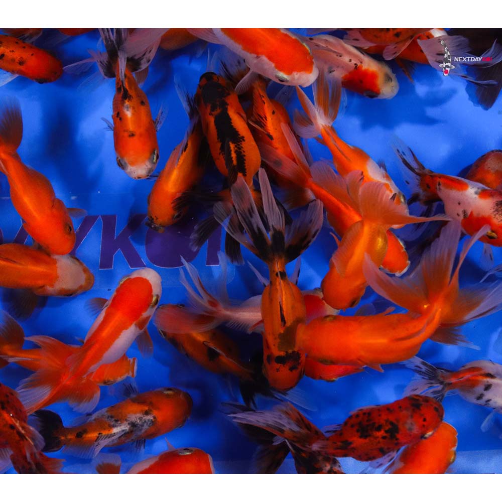 Alternative view of 2.5-3" Imported Mixed Oranda Goldfish