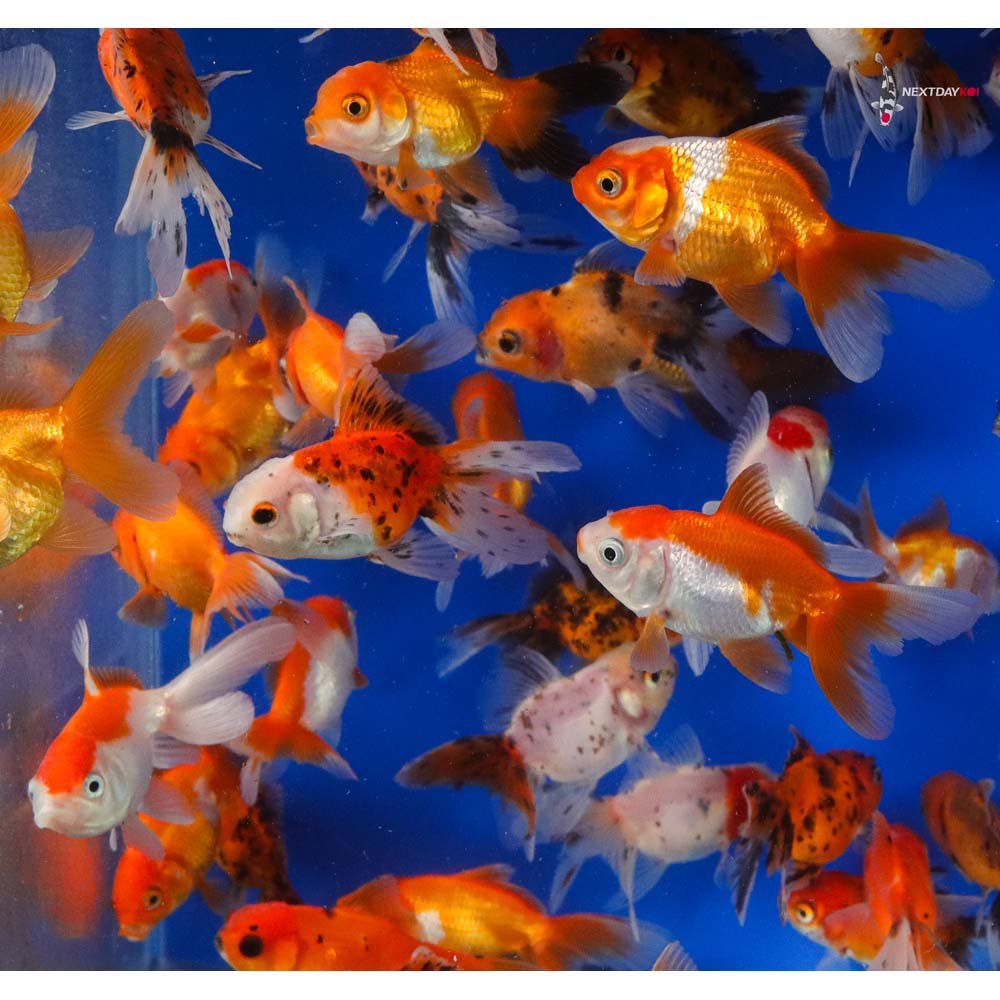 2.5-3" Imported Mixed Oranda Goldfish