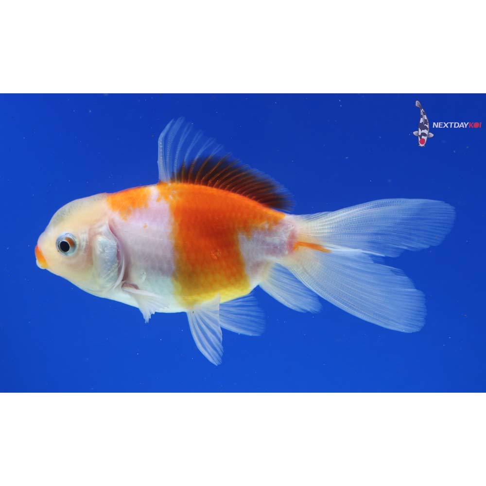 3.5” Imported Red and White Oranda - Image 5