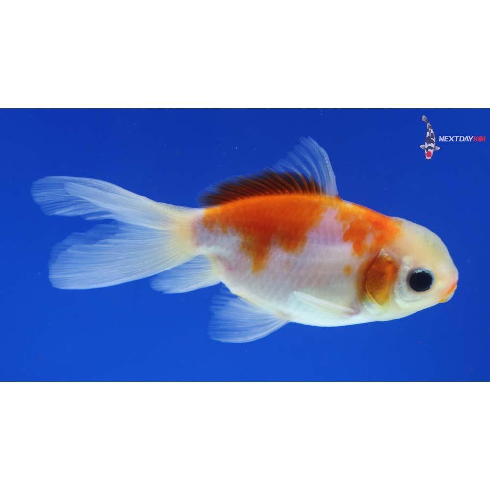 3.5” Imported Red and White Oranda - Image 4