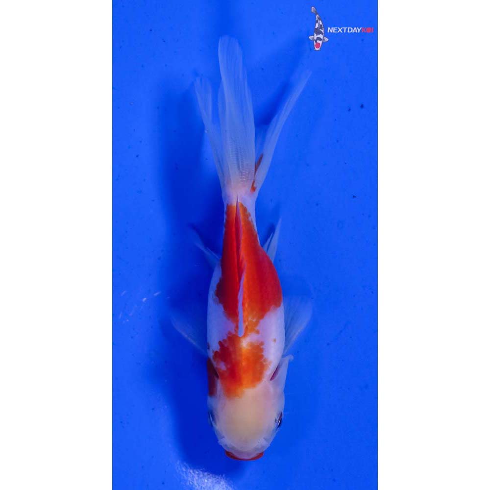 3.5” Imported Red and White Oranda - Image 3