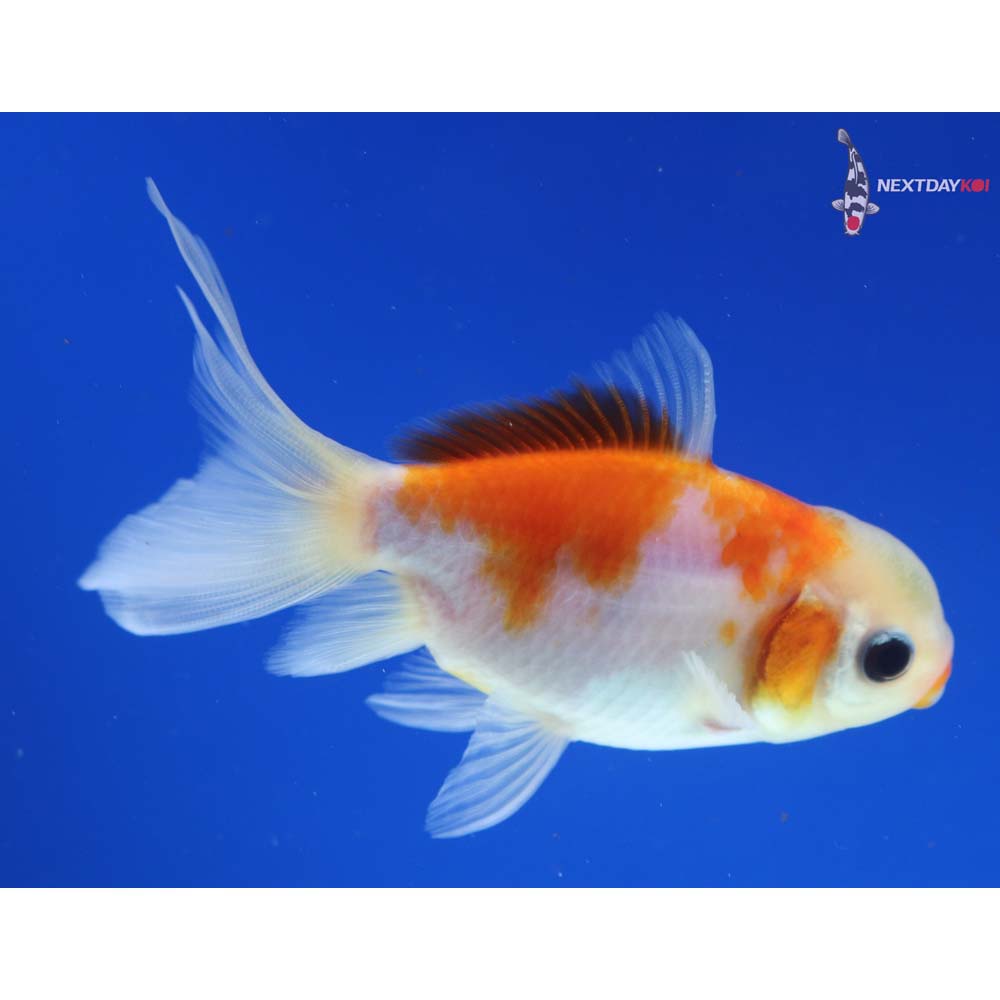 3.5” Imported Red and White Oranda - Image 2
