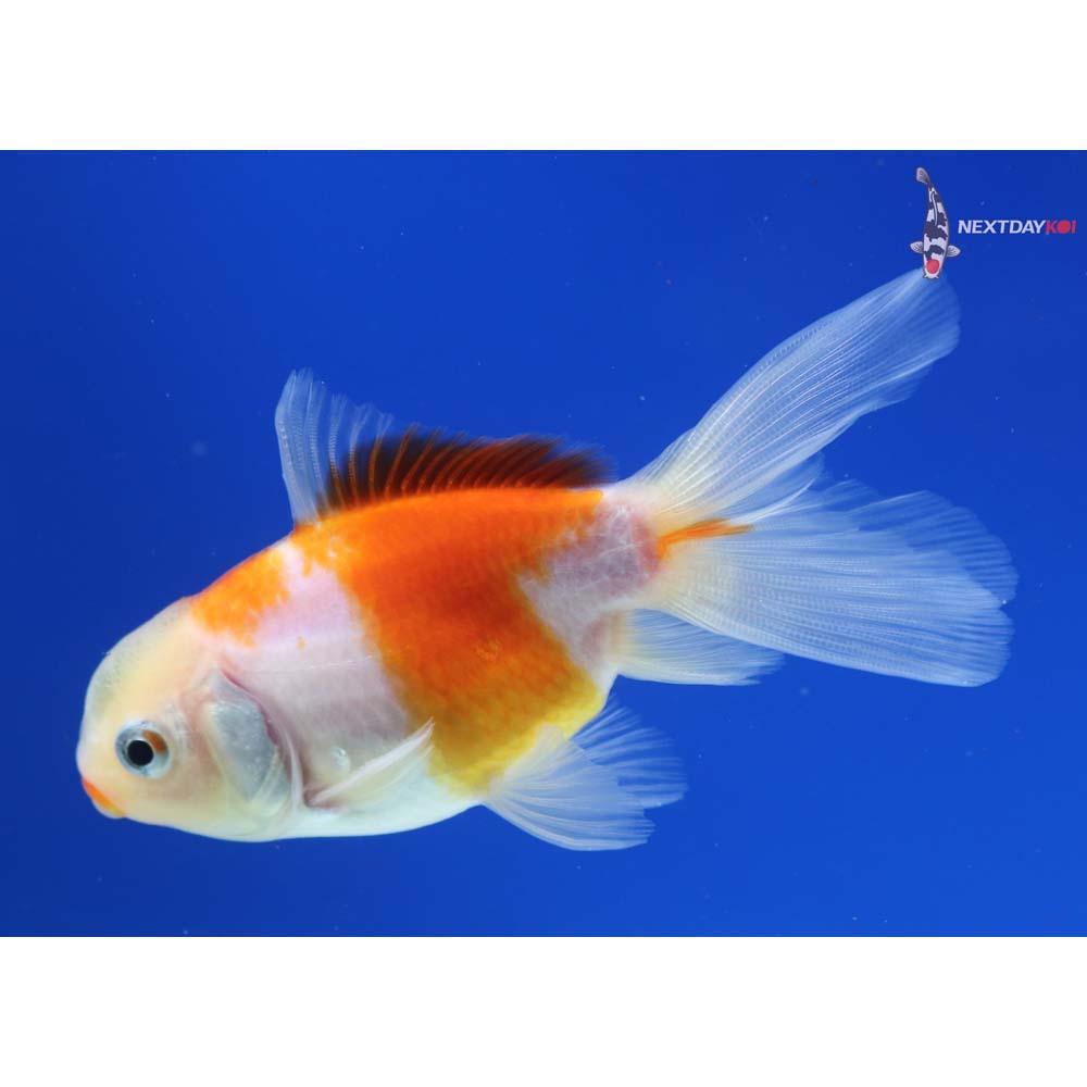 3.5” Imported Red and White Oranda