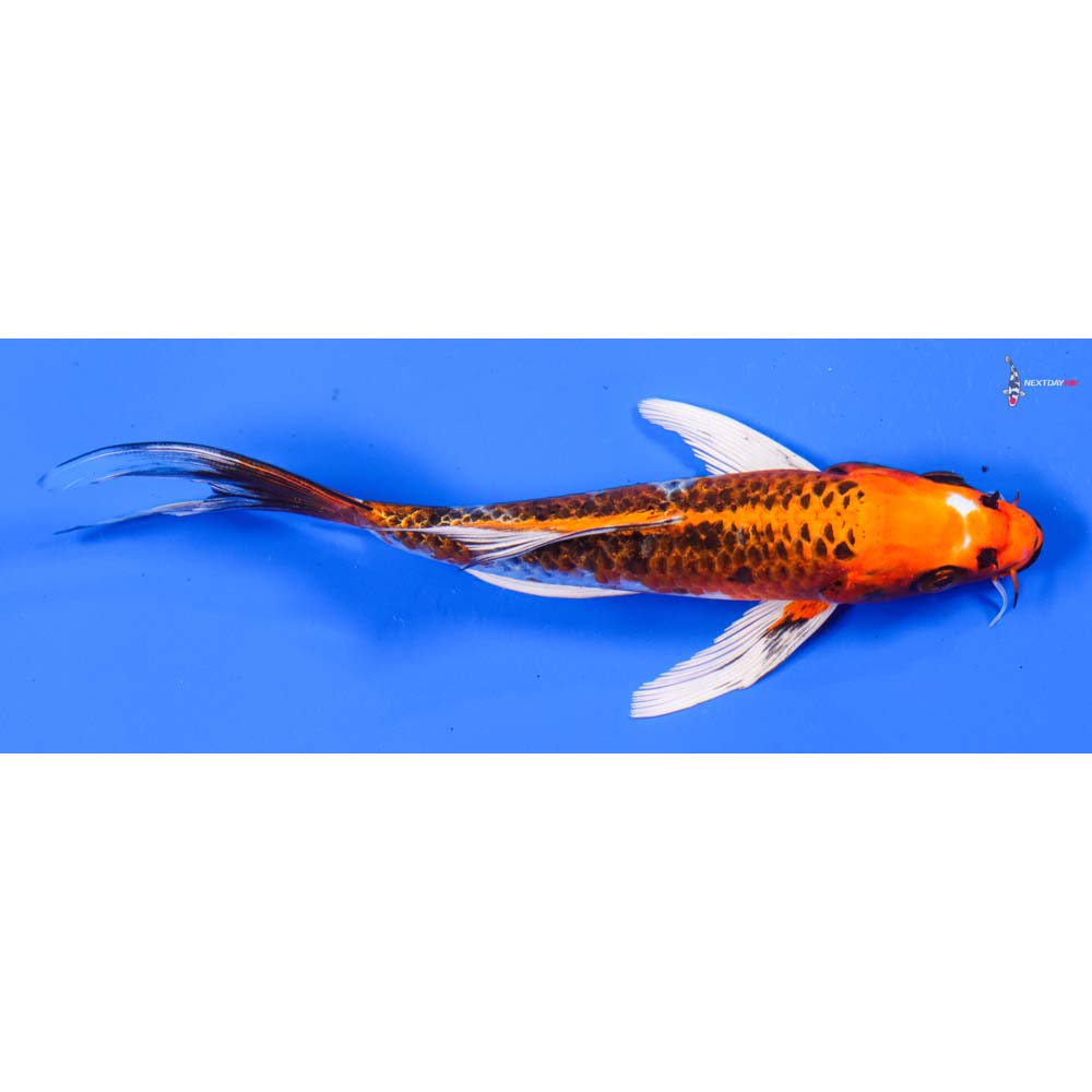 6.5” Imported Kujaku Butterfly Koi