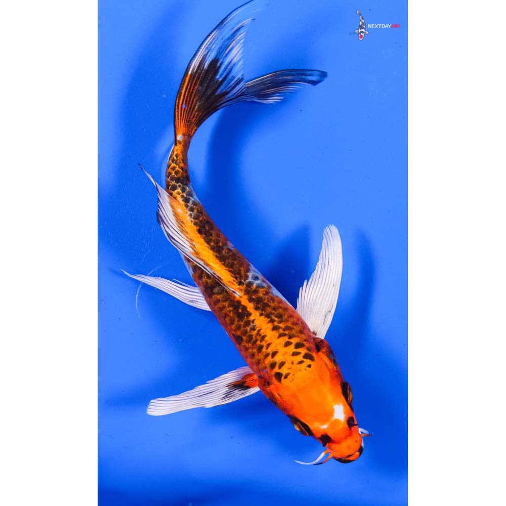 6.5” Imported Kujaku Butterfly Koi